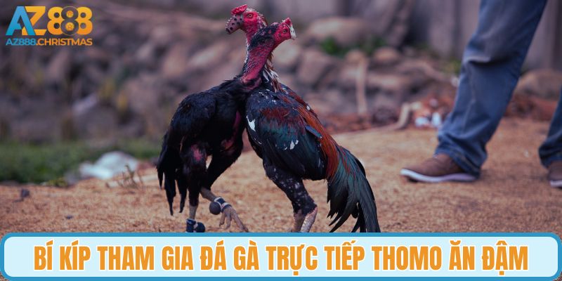 Bí kíp tham gia đá gà trực tiếp Thomo ăn đậm