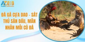 Đá gà cựa dao