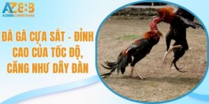 Đá gà cựa sắt