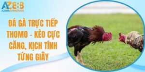 Đá gà trực tiếp thomo
