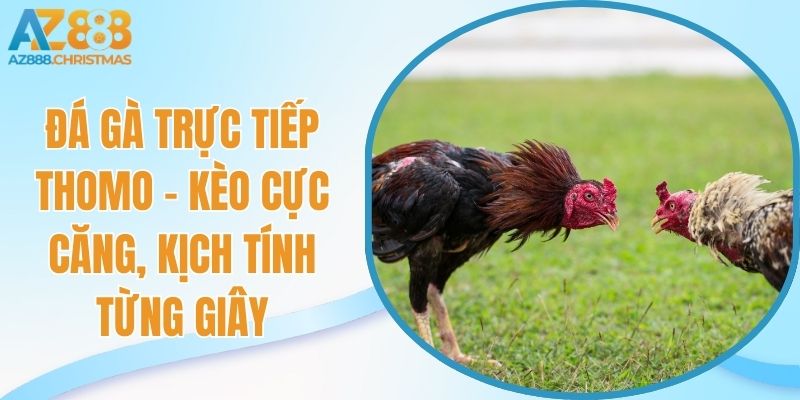 Đá gà trực tiếp thomo