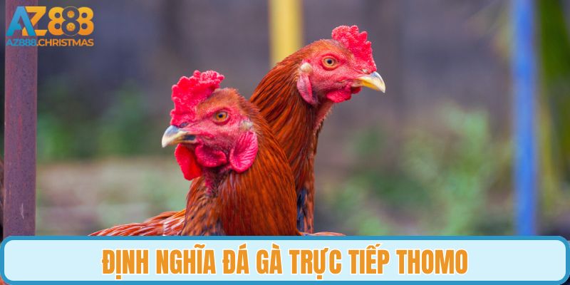Định nghĩa đá gà trực tiếp Thomo