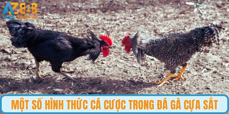 Một số hình thức cá cược trong đá gà cựa sắt