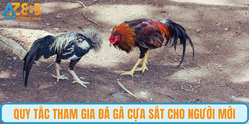 Quy tắc tham gia đá gà cựa sắt cho người mới