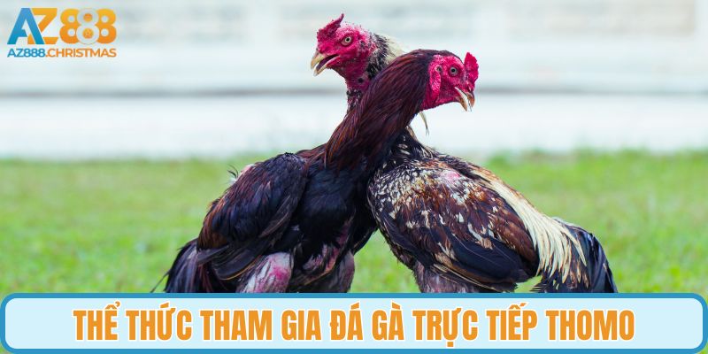 Thể thức tham gia đá gà trực tiếp Thomo