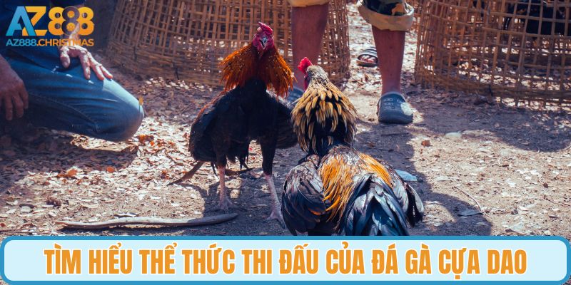Tìm hiểu thể thức thi đấu của đá gà cựa dao